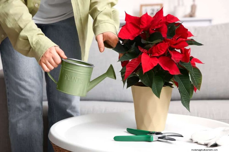 Winter Plant Fertilizing: Essential Tips for Thriving Greenery