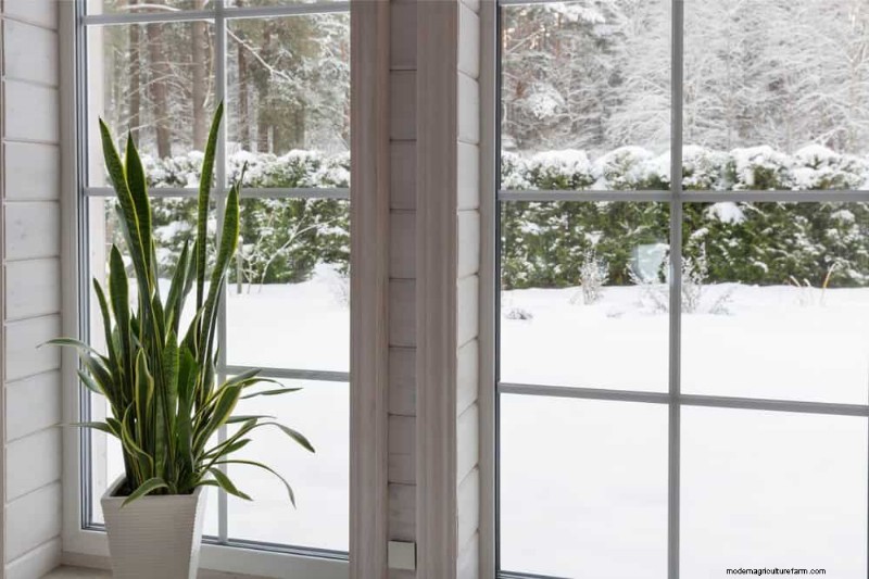 Winter Plant Fertilizing: Essential Tips for Thriving Greenery
