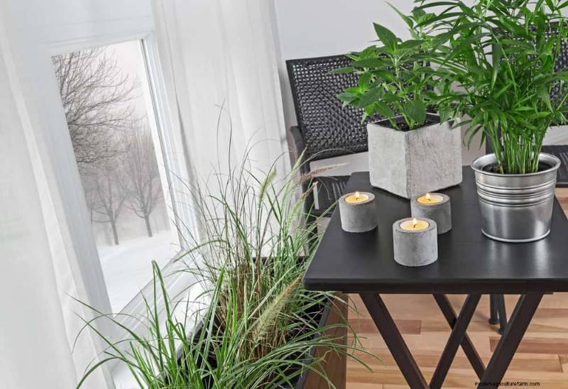 Winter Plant Fertilizing: Essential Tips for Thriving Greenery