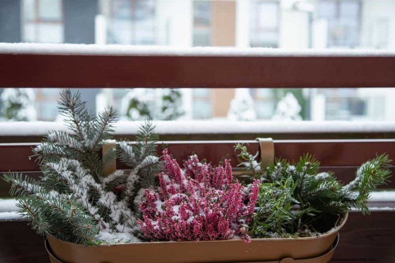 Winter Plant Care: A Month-by-Month Guide to Thriving Plants