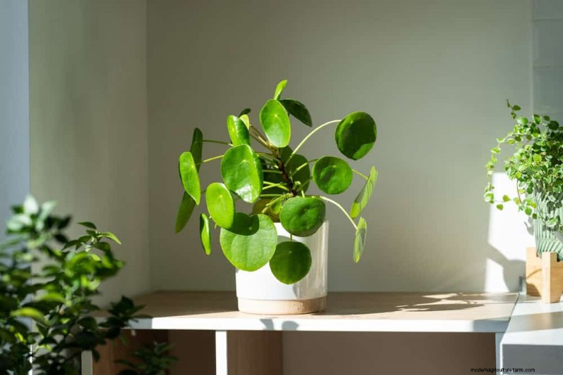 Winter Plant Care: A Month-by-Month Guide to Thriving Plants