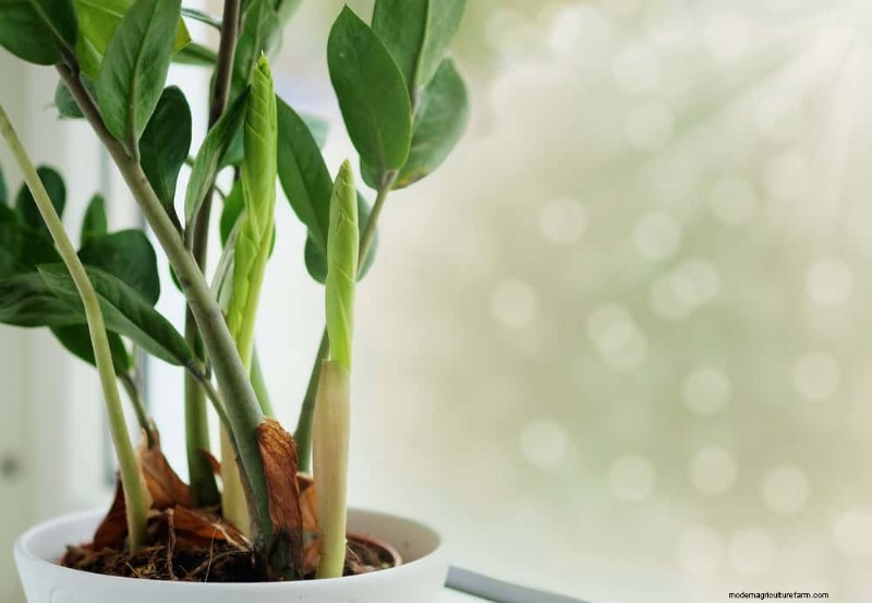 Winter Plant Care: A Month-by-Month Guide to Thriving Plants