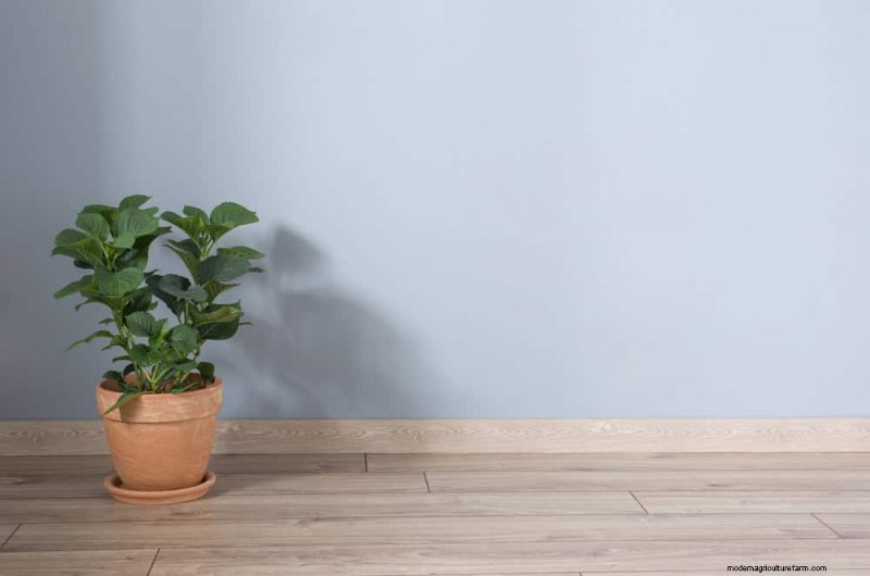 Winter Plant Care: A Month-by-Month Guide to Thriving Plants