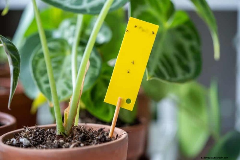 Winter Plant Care: A Month-by-Month Guide to Thriving Plants
