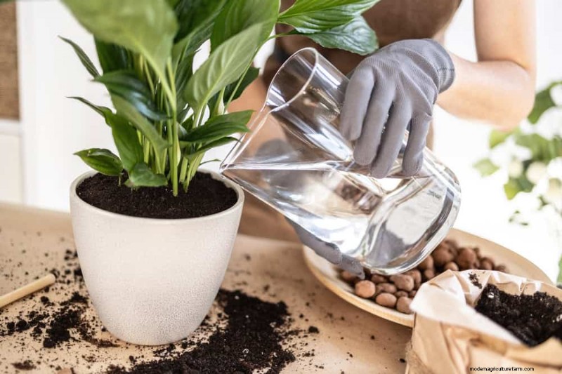 Winter Plant Care: A Month-by-Month Guide to Thriving Plants