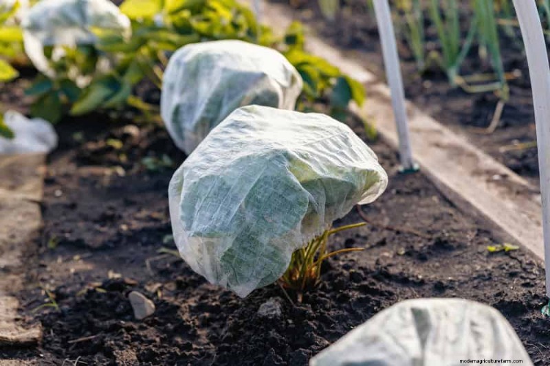 Winter Plant Care: A Month-by-Month Guide to Thriving Plants