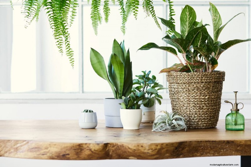 Winter Plant Care: A Month-by-Month Guide to Thriving Plants