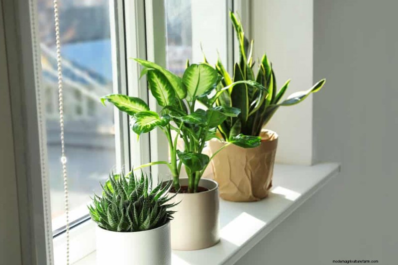 Winter Plant Care: A Month-by-Month Guide to Thriving Plants
