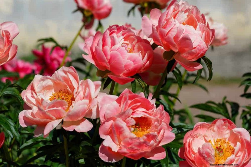 20 Stunning Perennials for a Vibrant & Low-Maintenance Garden