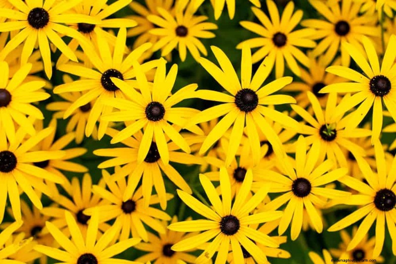 20 Stunning Perennials for a Vibrant & Low-Maintenance Garden