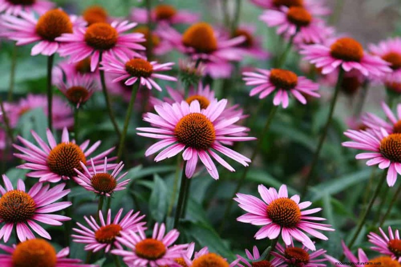 20 Stunning Perennials for a Vibrant & Low-Maintenance Garden