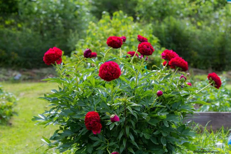 20 Stunning Perennials for a Vibrant & Low-Maintenance Garden