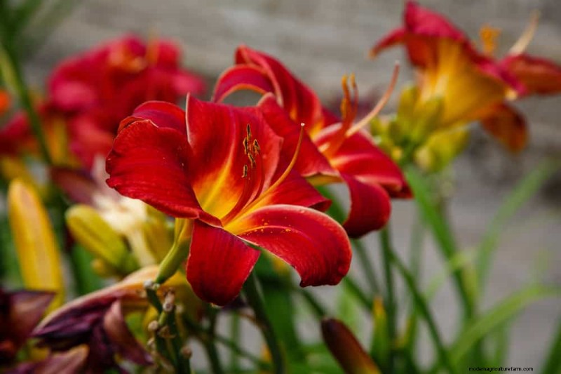 20 Stunning Perennials for a Vibrant & Low-Maintenance Garden