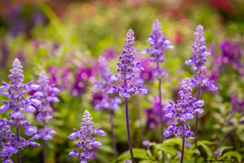 20 Stunning Perennials for a Vibrant & Low-Maintenance Garden
