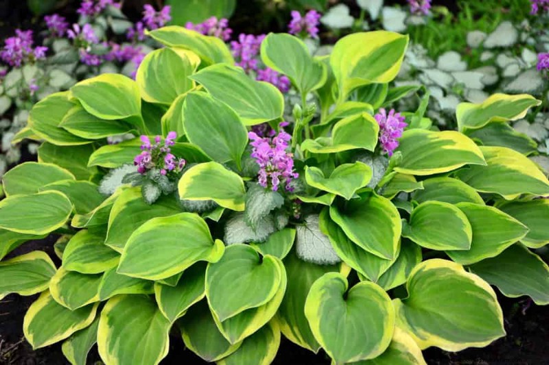 20 Stunning Perennials for a Vibrant & Low-Maintenance Garden