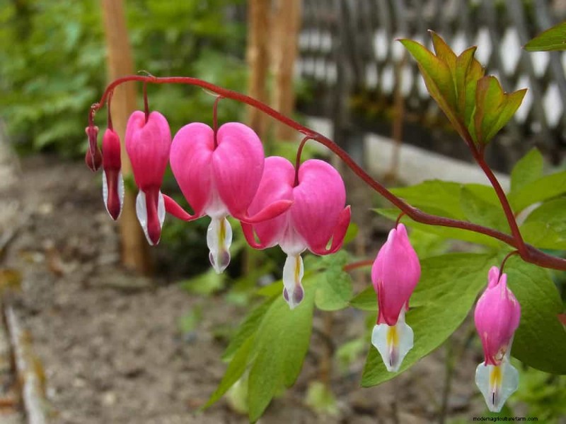 20 Stunning Perennials for a Vibrant & Low-Maintenance Garden