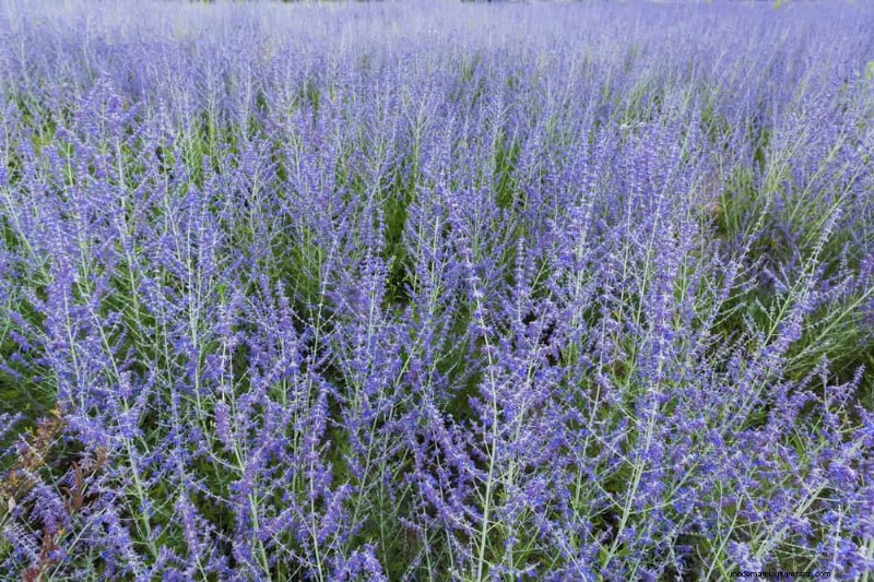 20 Stunning Perennials for a Vibrant & Low-Maintenance Garden