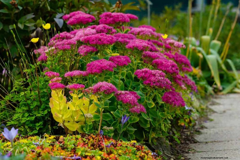 20 Stunning Perennials for a Vibrant & Low-Maintenance Garden