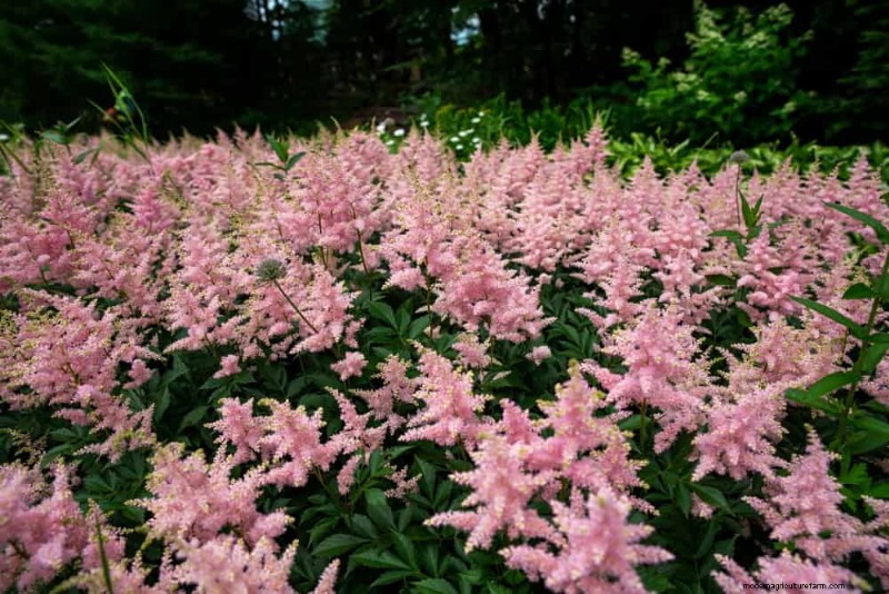 20 Stunning Perennials for a Vibrant & Low-Maintenance Garden