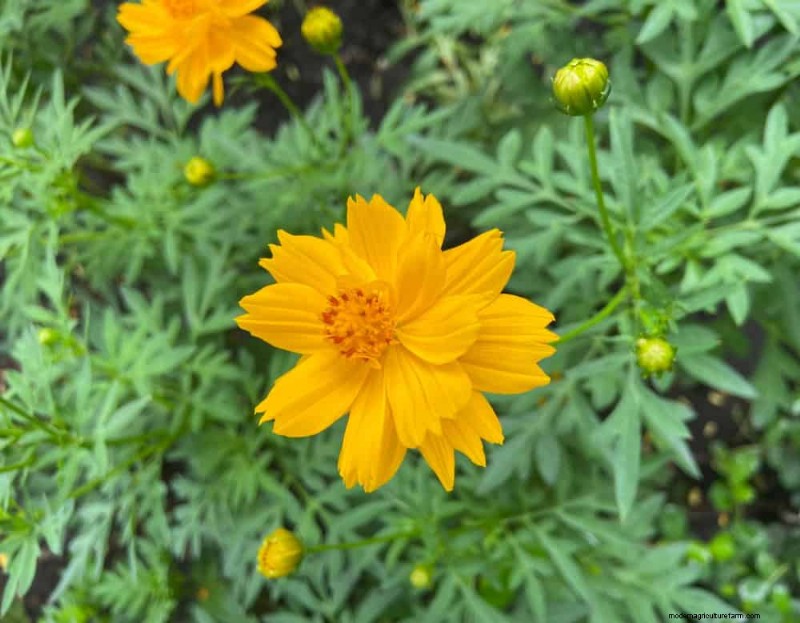 20 Stunning Perennials for a Vibrant & Low-Maintenance Garden