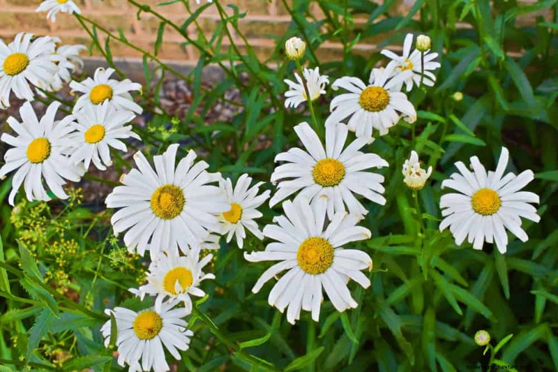 20 Stunning Perennials for a Vibrant & Low-Maintenance Garden