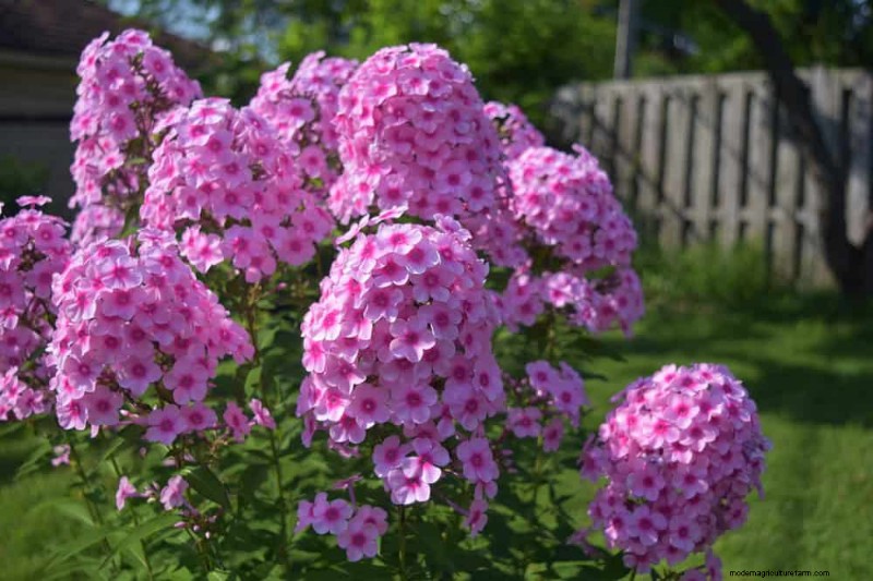 20 Stunning Perennials for a Vibrant & Low-Maintenance Garden