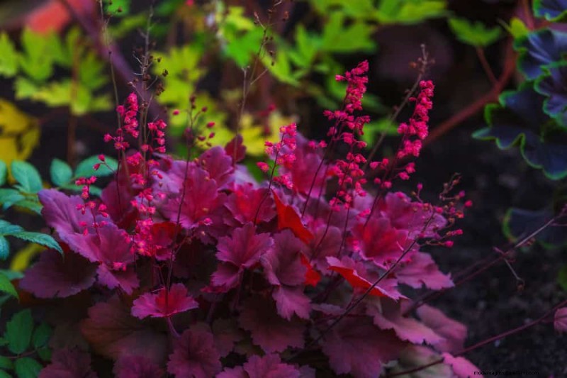 20 Stunning Perennials for a Vibrant & Low-Maintenance Garden