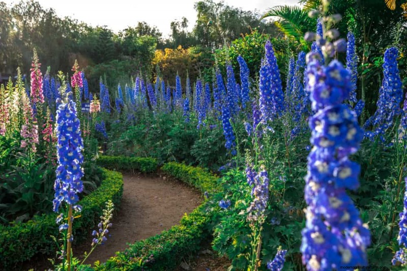 20 Stunning Perennials for a Vibrant & Low-Maintenance Garden