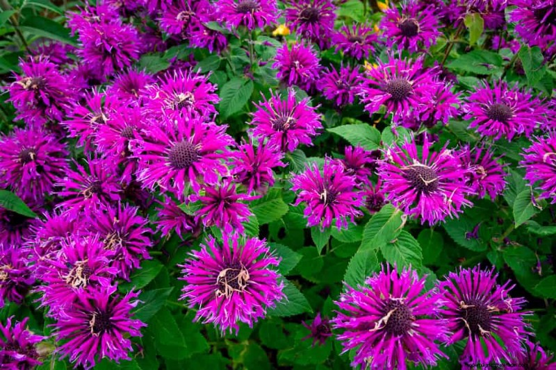 20 Stunning Perennials for a Vibrant & Low-Maintenance Garden