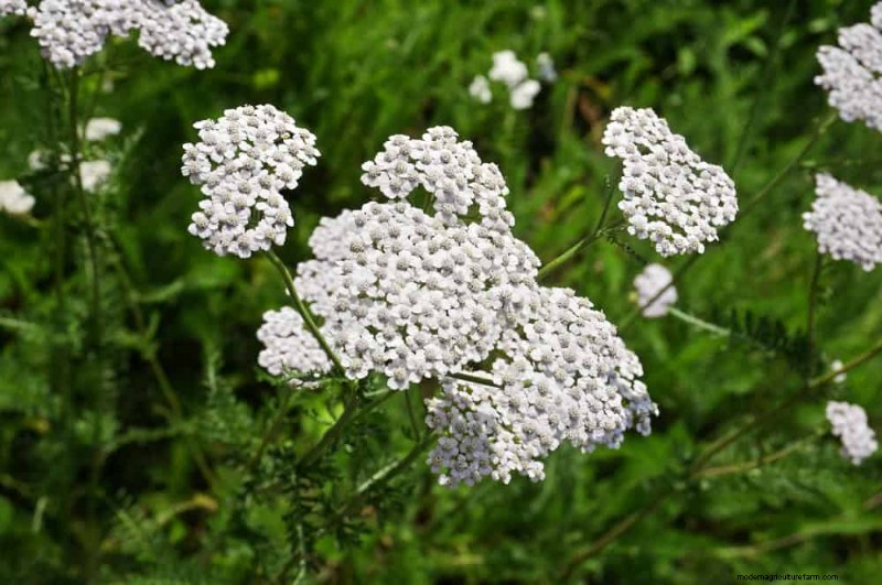20 Stunning Perennials for a Vibrant & Low-Maintenance Garden