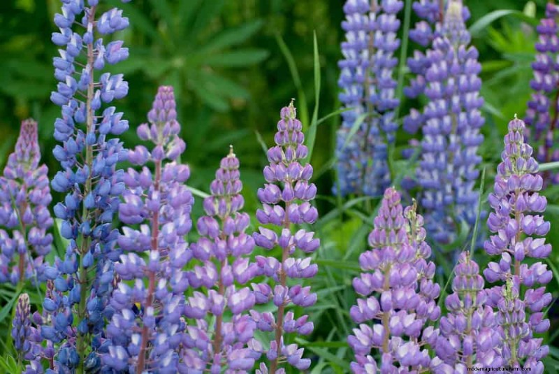 20 Stunning Perennials for a Vibrant & Low-Maintenance Garden