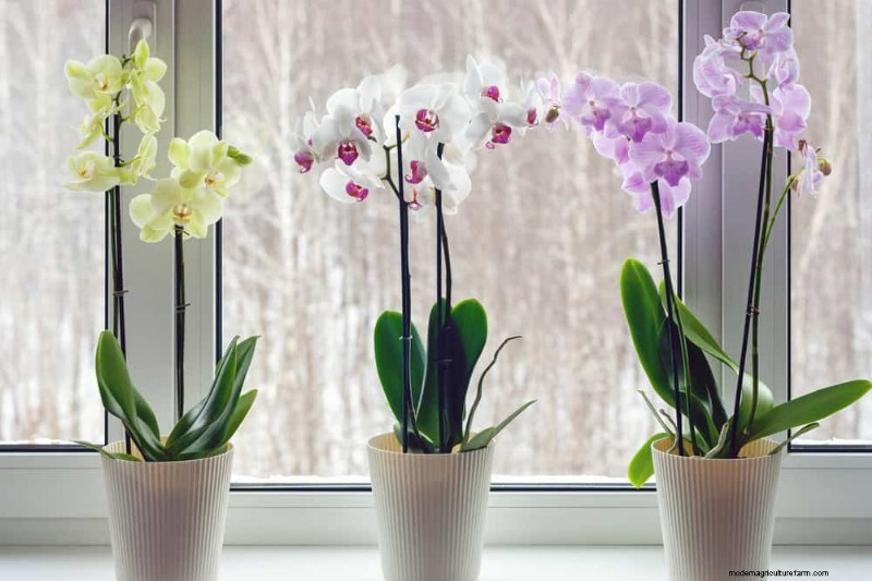 Winter Orchid Care: Expert Tips for Thriving Blooms