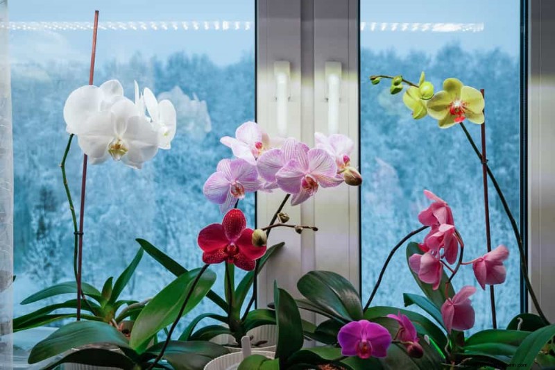 Winter Orchid Care: Expert Tips for Thriving Blooms
