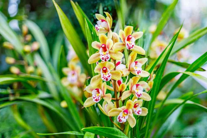 Winter Orchid Care: Expert Tips for Thriving Blooms