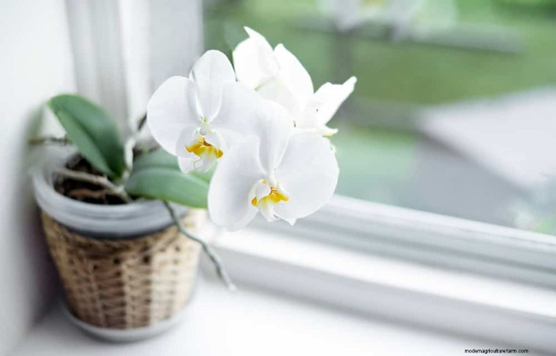 Winter Orchid Care: Expert Tips for Thriving Blooms