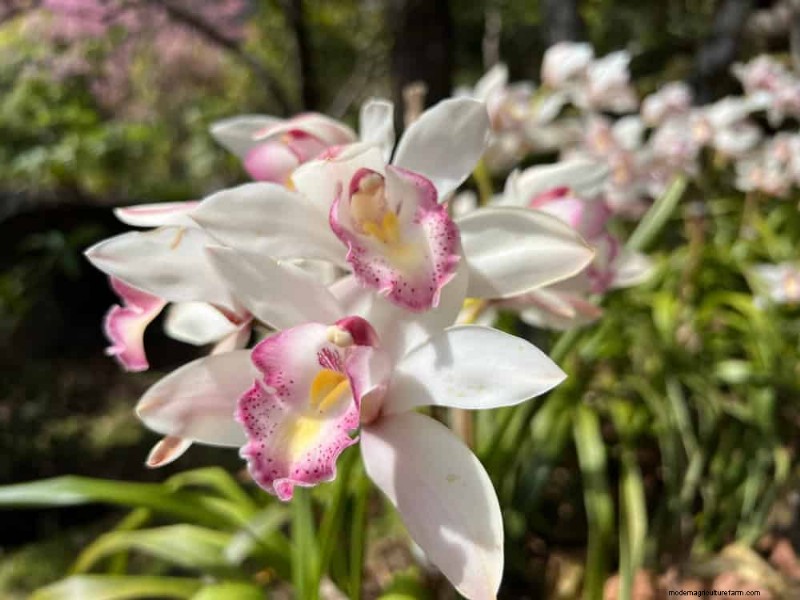 Winter Orchid Care: Expert Tips for Thriving Blooms