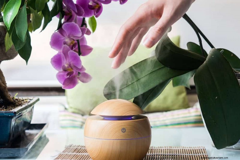 Winter Orchid Care: Expert Tips for Thriving Blooms