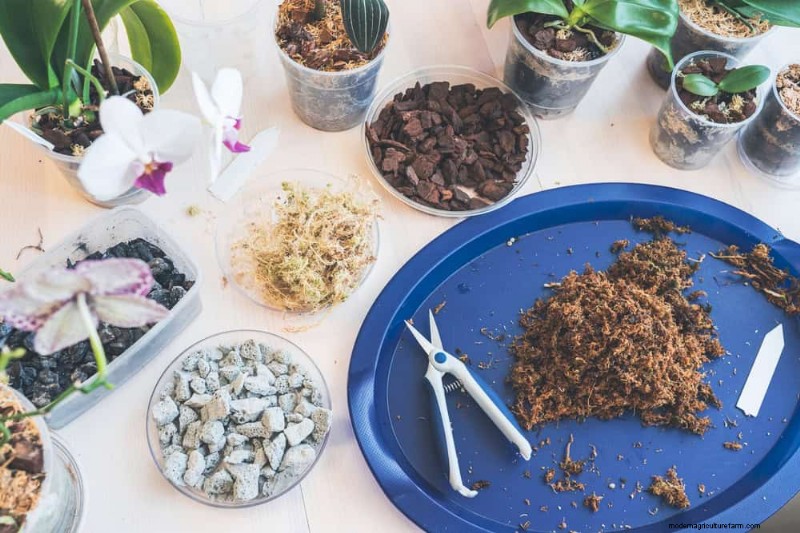 Winter Orchid Care: Expert Tips for Thriving Blooms