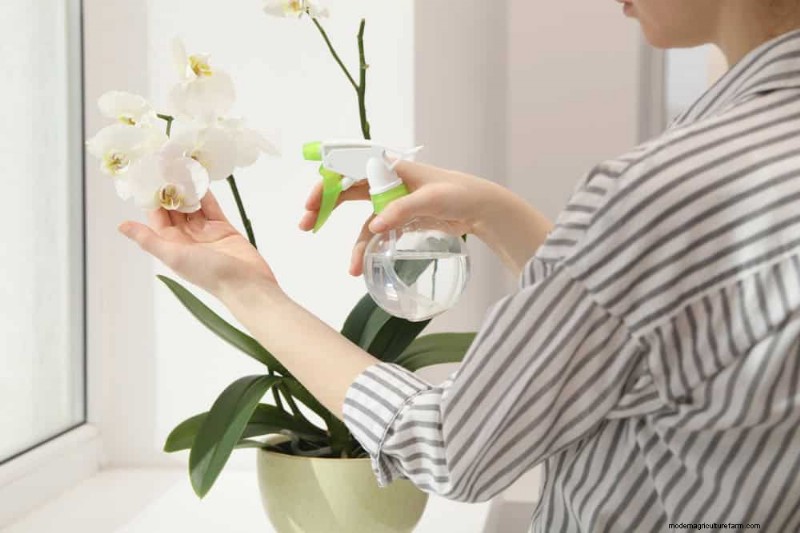 Winter Orchid Care: Expert Tips for Thriving Blooms