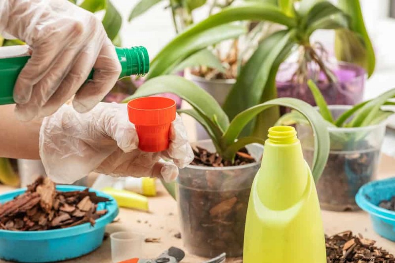 Winter Orchid Care: Expert Tips for Thriving Blooms