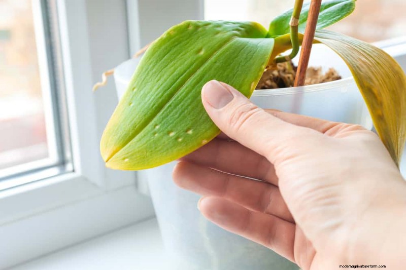 Winter Orchid Care: Expert Tips for Thriving Blooms