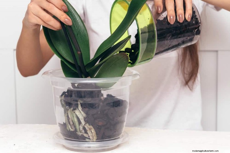 Winter Orchid Care: Expert Tips for Thriving Blooms