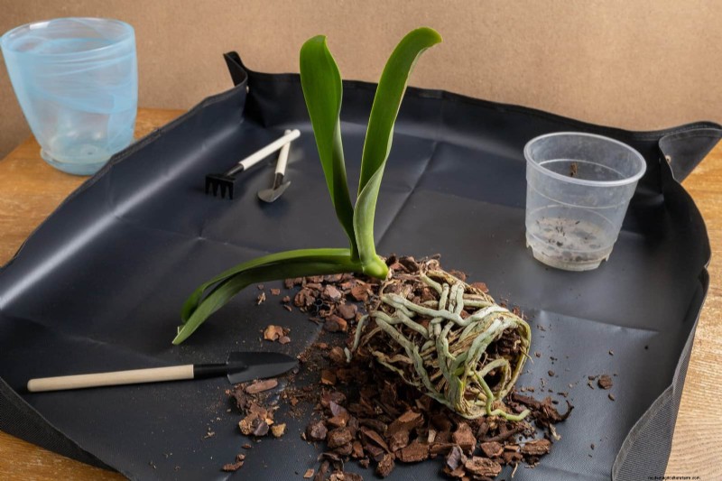Winter Orchid Care: Expert Tips for Thriving Blooms