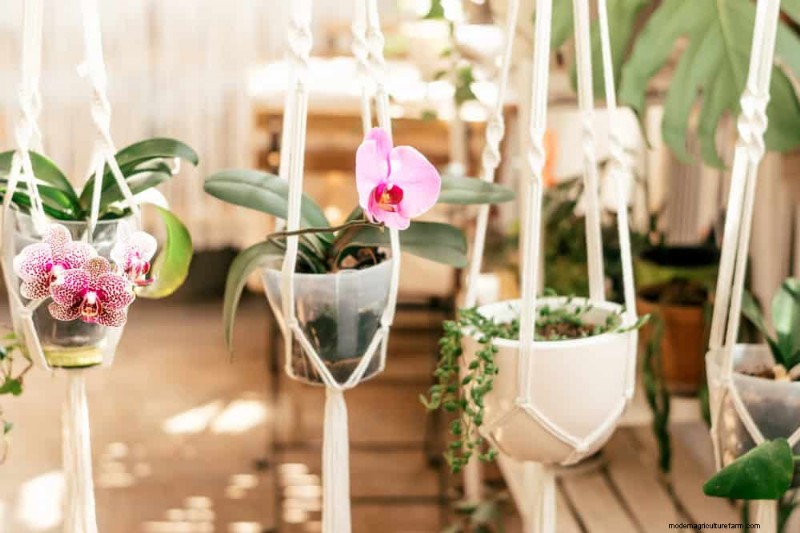 Winter Orchid Care: Expert Tips for Thriving Blooms