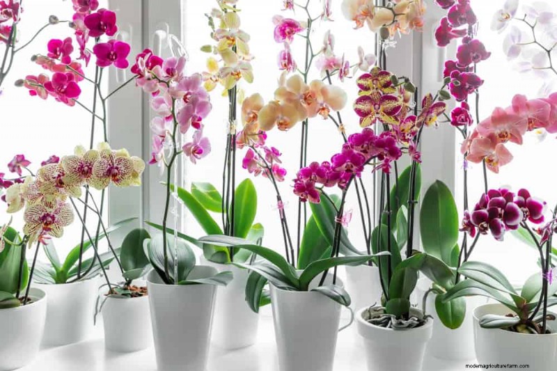 Winter Orchid Care: Expert Tips for Thriving Blooms