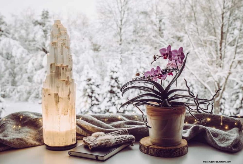 Winter Orchid Care: Expert Tips for Thriving Blooms