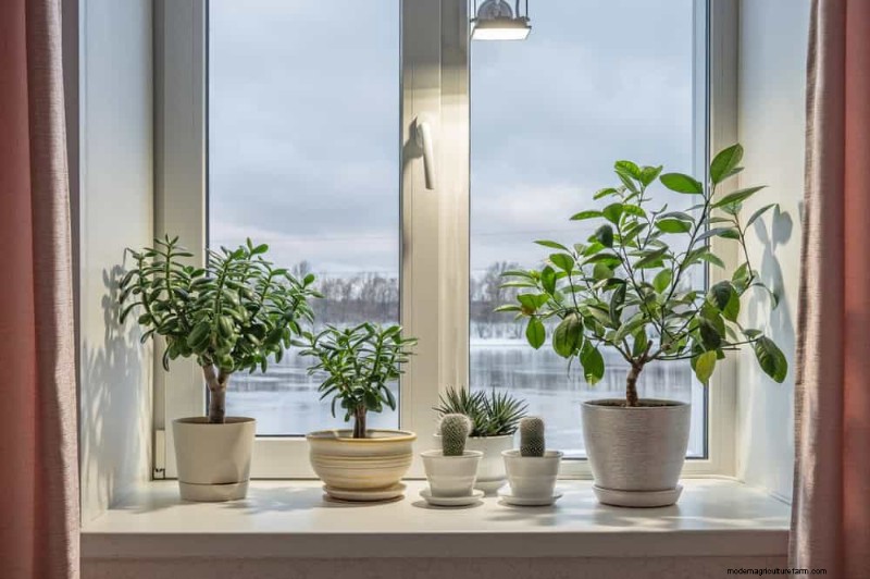Winter Houseplant Care: 19 Expert Tips for Thriving Greenery