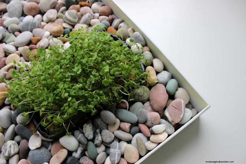 Winter Houseplant Care: 19 Expert Tips for Thriving Greenery