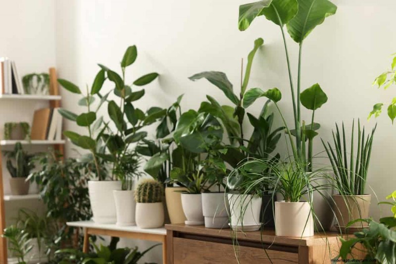 Winter Houseplant Care: 19 Expert Tips for Thriving Greenery