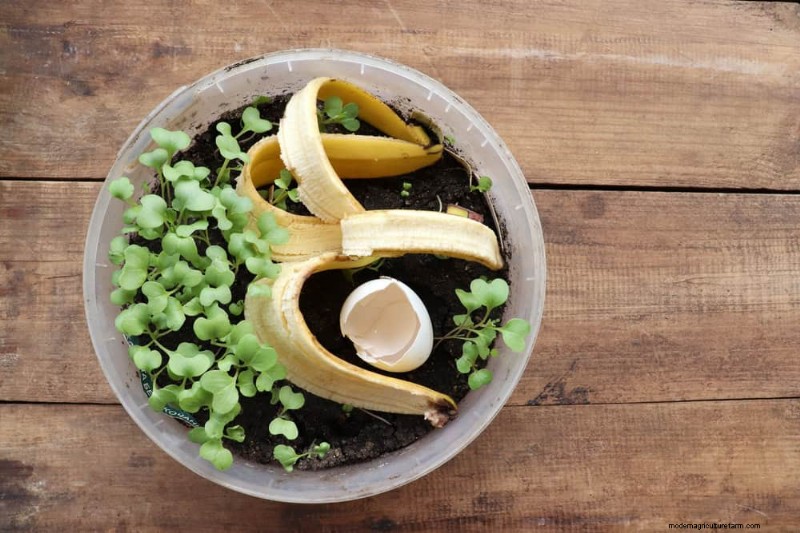 Winter Houseplant Care: 19 Expert Tips for Thriving Greenery